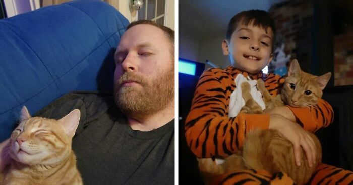 35 Pet Owners Share Their Orange Cats That Could Almost Pass As Their Real Family Members