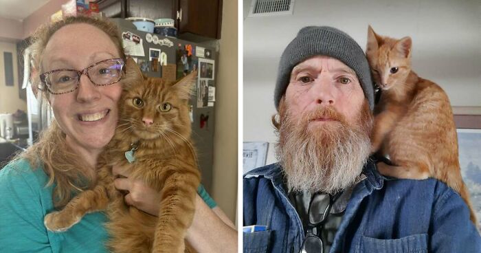 35 Pet Owners Share Their Orange Cats That Could Almost Pass As Their Real Family Members