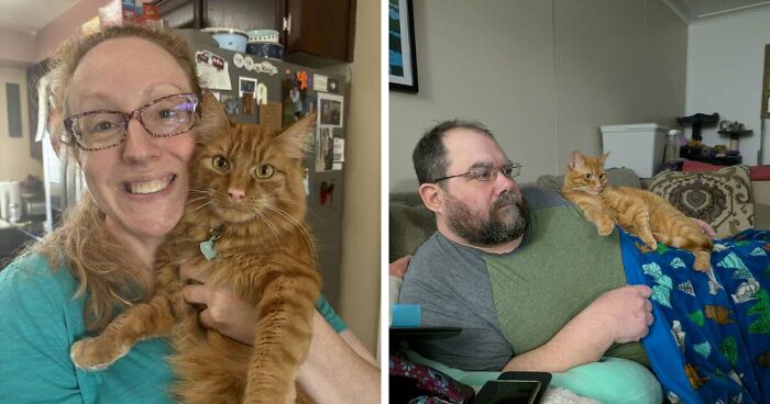 35 Pet Owners Share Their Orange Cats That Could Almost Pass As Their Real Family Members