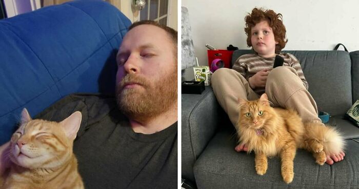 35 Pet Owners Share Their Orange Cats That Could Almost Pass As Their Real Family Members