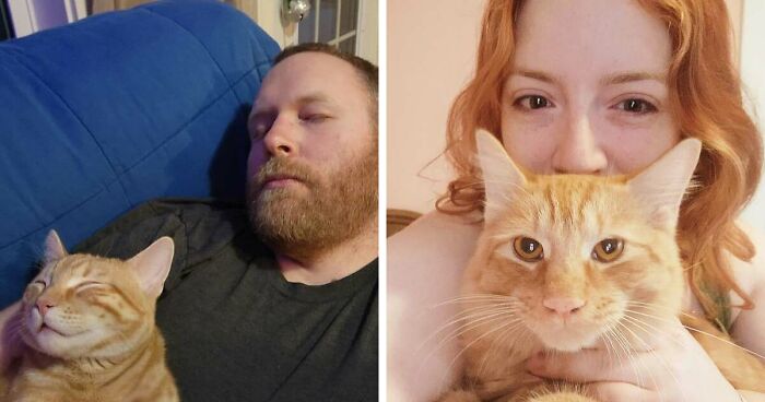 35 Pet Owners Share Their Orange Cats That Could Almost Pass As Their Real Family Members
