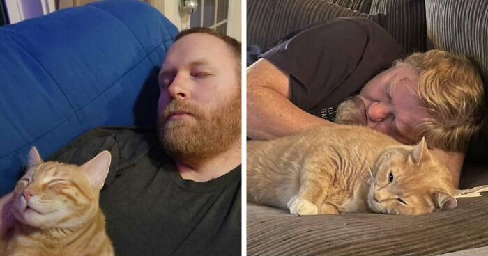 35 Pet Owners Share Their Orange Cats That Could Almost Pass As Their Real Family Members