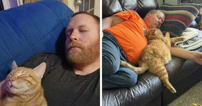 35 Pet Owners Share Their Orange Cats That Could Almost Pass As Their Real Family Members