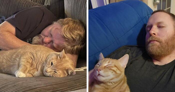 35 Pet Owners Share Their Orange Cats That Could Almost Pass As Their Real Family Members
