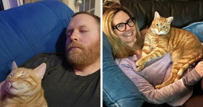 35 Pet Owners Share Their Orange Cats That Could Almost Pass As Their Real Family Members