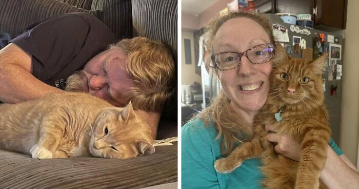 35 Pet Owners Share Their Orange Cats That Could Almost Pass As Their Real Family Members