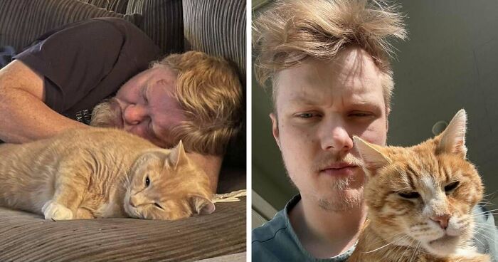 35 Pet Owners Share Their Orange Cats That Could Almost Pass As Their Real Family Members