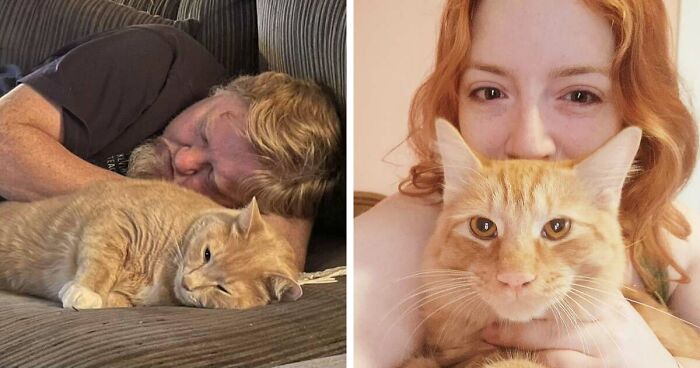 35 Pet Owners Share Their Orange Cats That Could Almost Pass As Their Real Family Members