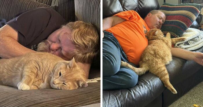 35 Pet Owners Share Their Orange Cats That Could Almost Pass As Their Real Family Members