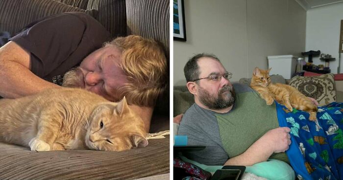 35 Pet Owners Share Their Orange Cats That Could Almost Pass As Their Real Family Members