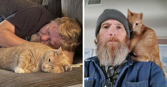 35 Pet Owners Share Their Orange Cats That Could Almost Pass As Their Real Family Members
