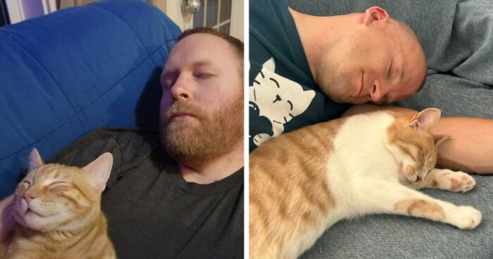 35 Pet Owners Share Their Orange Cats That Could Almost Pass As Their Real Family Members