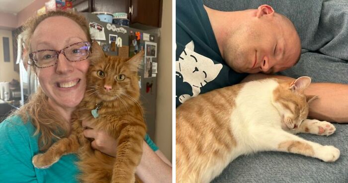 35 Pet Owners Share Their Orange Cats That Could Almost Pass As Their Real Family Members