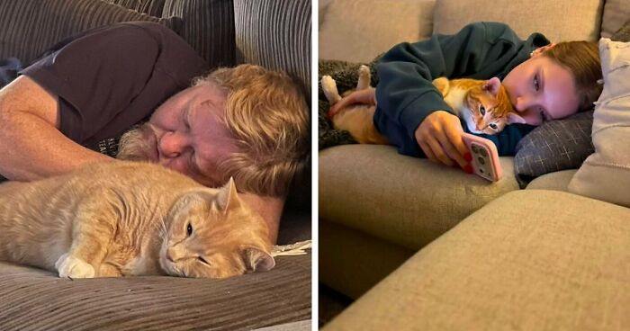 35 Pet Owners Share Their Orange Cats That Could Almost Pass As Their Real Family Members