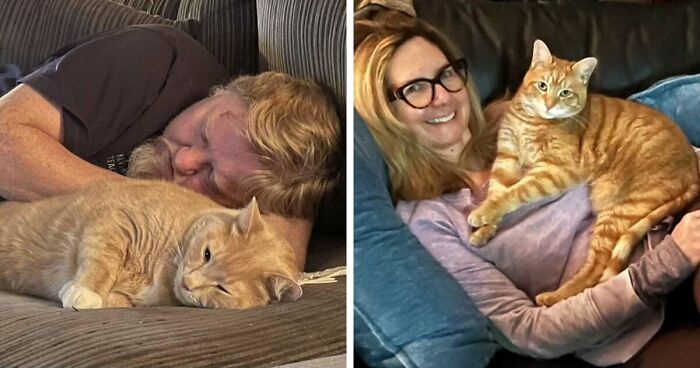 35 Pet Owners Share Their Orange Cats That Could Almost Pass As Their Real Family Members