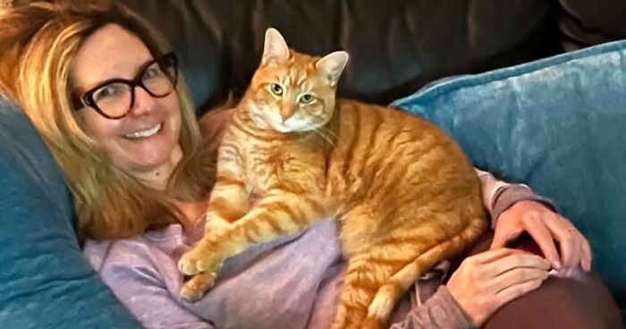35 Pet Owners Share Their Orange Cats That Could Almost Pass As Their Real Family Members