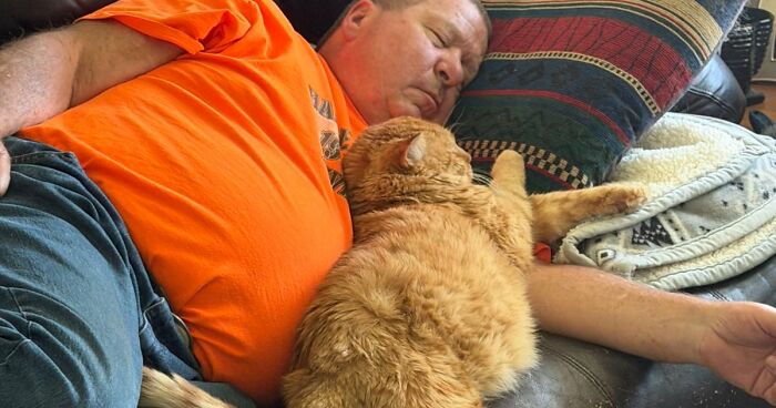 35 Pet Owners Share Their Orange Cats That Could Almost Pass As Their Real Family Members