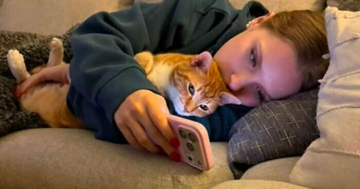 35 Pet Owners Share Their Orange Cats That Could Almost Pass As Their Real Family Members