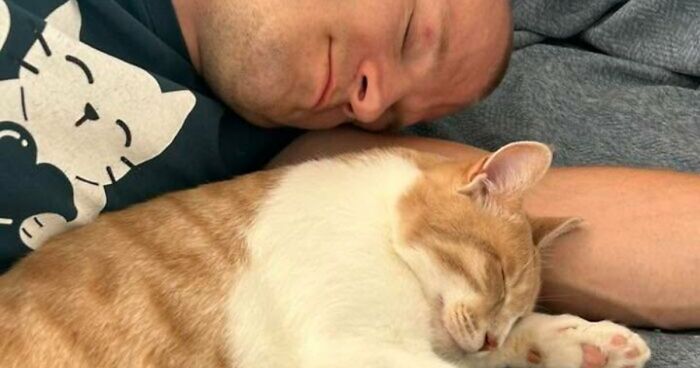 35 Pet Owners Share Their Orange Cats That Could Almost Pass As Their Real Family Members