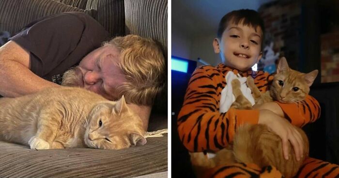 35 Pet Owners Share Their Orange Cats That Could Almost Pass As Their Real Family Members