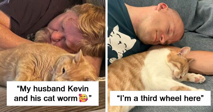 35 Pet Owners Share Their Orange Cats That Could Almost Pass As Their Real Family Members