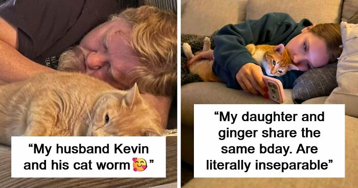 35 Pet Owners Share Their Orange Cats That Could Almost Pass As Their Real Family Members