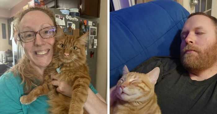 35 Pet Owners Share Their Orange Cats That Could Almost Pass As Their Real Family Members