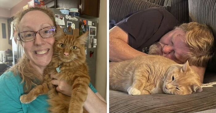 35 Pet Owners Share Their Orange Cats That Could Almost Pass As Their Real Family Members