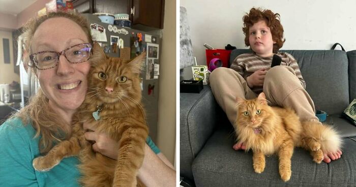 35 Pet Owners Share Their Orange Cats That Could Almost Pass As Their Real Family Members