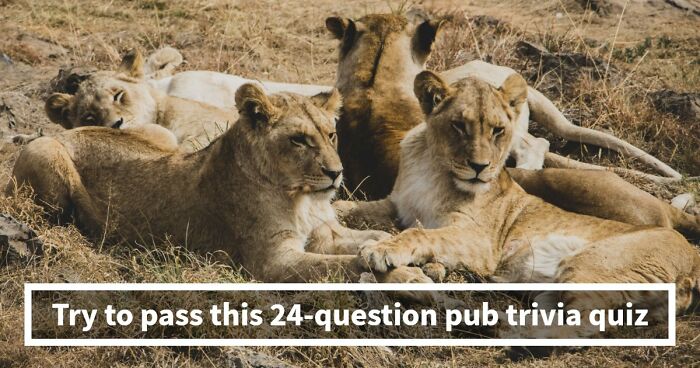 “Could You Handle A Real Pub Quiz?”: Test Your General Knowledge With These 24 Questions