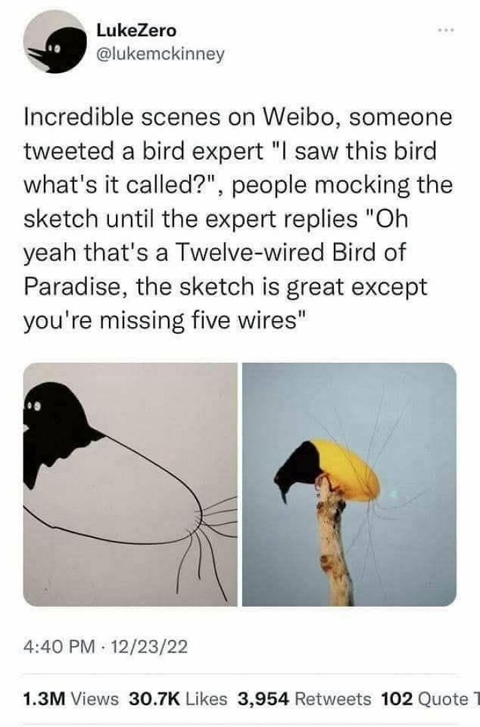 A tweet showing an expert correcting someone online about a bird sketch, identifying it as a 'Twelve-wired Bird of Paradise' and noting missing wires.