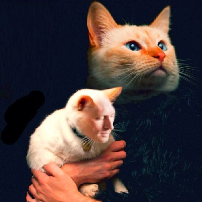 A man with a cat head and a cat with a human face, among the most ridiculous animal photos.