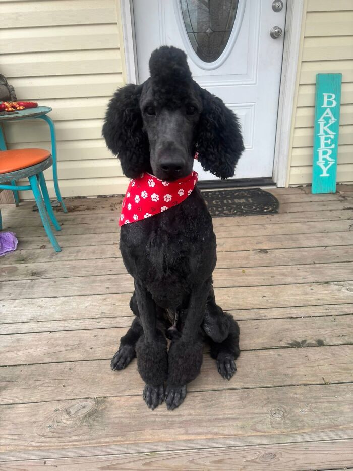 A black poodle wearing a red bandana with white paw prints, sitting on a porch, representing MILs stories.