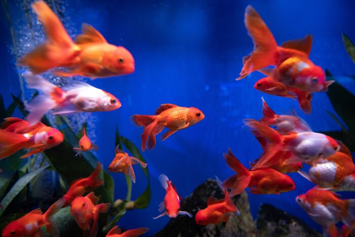 Goldfish swimming in a vibrant blue aquarium, reflecting a family's unique normal as seen by kids.