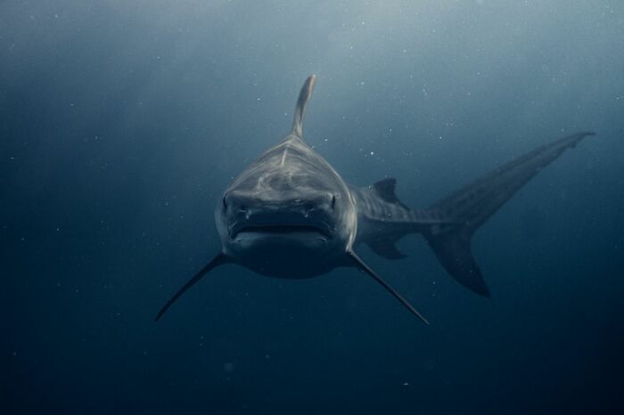 A tiger shark swimming directly towards the camera in dark blue water, symbolizing shocking and unusual ways people have lost their lives.