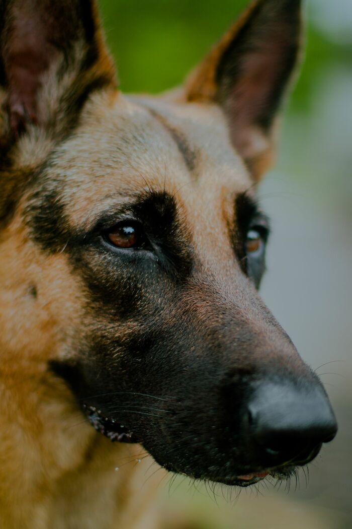 Close-up of a German Shepherd dog's face, displaying instincts and a watchful gaze against deeply evil.
