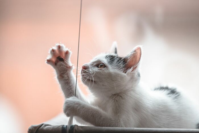 A white kitten with black spots playfully bats at a string, symbolizing the shocking and unusual ways people lost their lives.