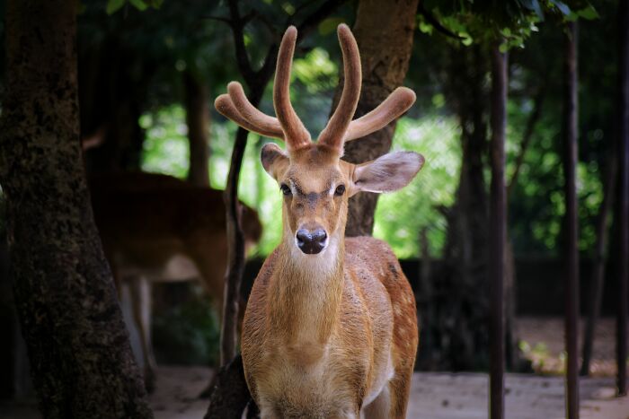 A majestic deer in a forest, showcasing its elegant antlers. Kids realize every family has its own normal.