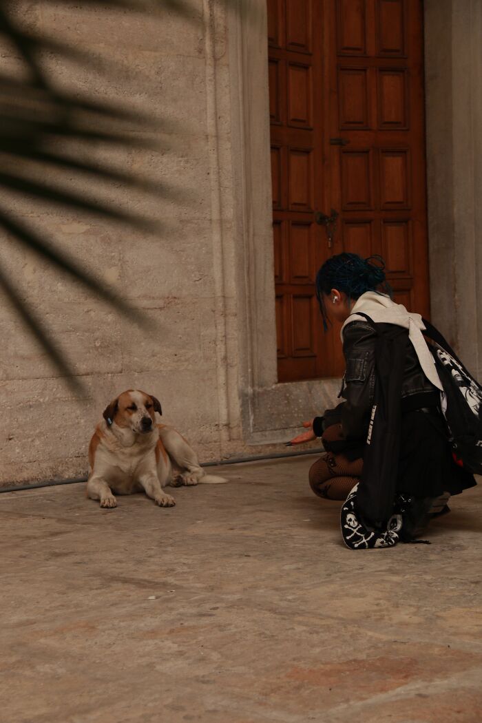 A person engaging with a dog, reflecting on psychological red flags and human-animal connections.