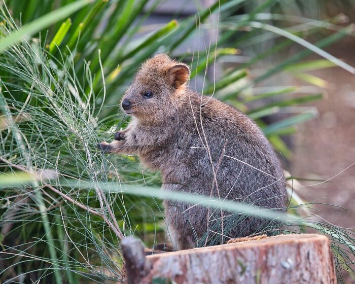A quokka, a small marsupial, standing on a tree stump. Disturbing facts changed the way people see the world.
