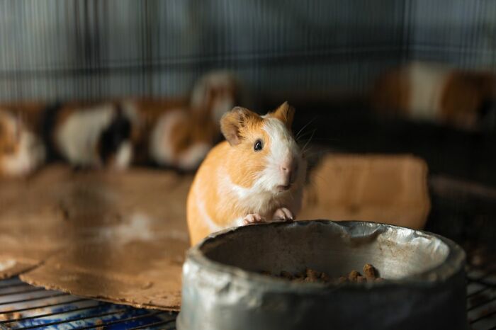 A guinea pig in a cage, surrounded by other guinea pigs, highlighting behind the scenes secrets companies don't want you to know.