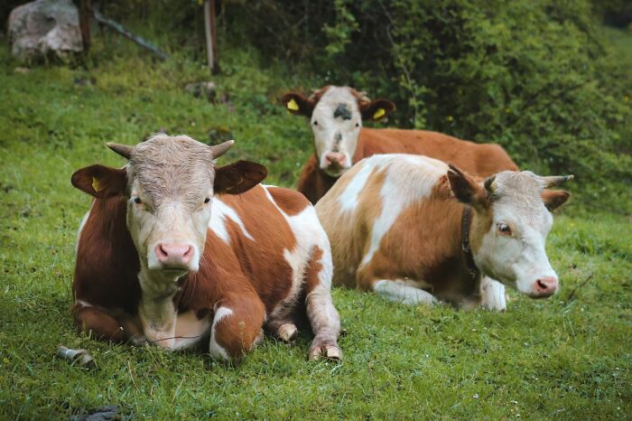 Three cows resting in a green field, illustrating some unusual ways people have lost their lives.