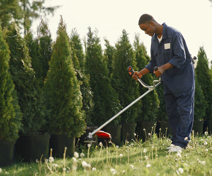 A landscaper using a weed trimmer next to rows of potted evergreen trees, depicting landscaper revenge. A landscaper using a weed trimmer next to rows of potted evergreen trees, depicting landscaper revenge.