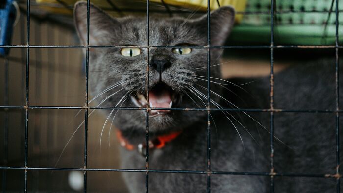 A cat behind a cage, symbolizing places that failed health inspections.