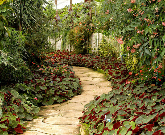 A beautiful garden path, leading the eye through lush greenery and vibrant red-leafed plants, part of a landscaper's work.