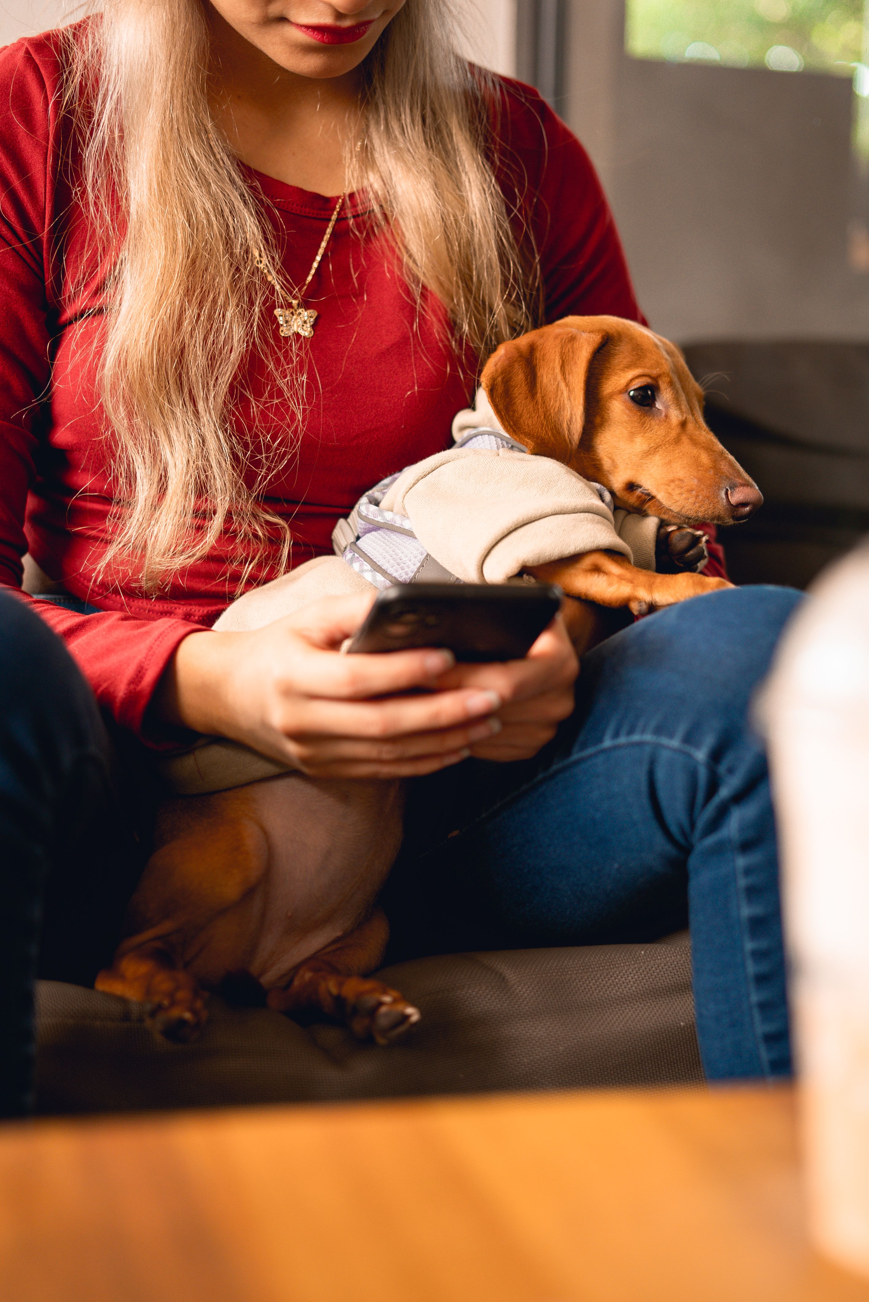 A woman sitting on a couch, holding her dog and phone, facing a dog owner's worst nightmare. A woman sitting on a couch, holding her dog and phone, facing a dog owner's worst nightmare.