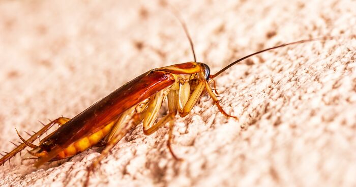 A large cockroach on a textured wall, representing failed health inspections and the need for vegetarian sanitation.