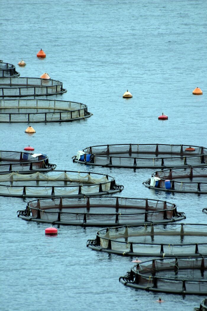Fish farm cages floating on the water, showing industry secrets of aquaculture jobs.