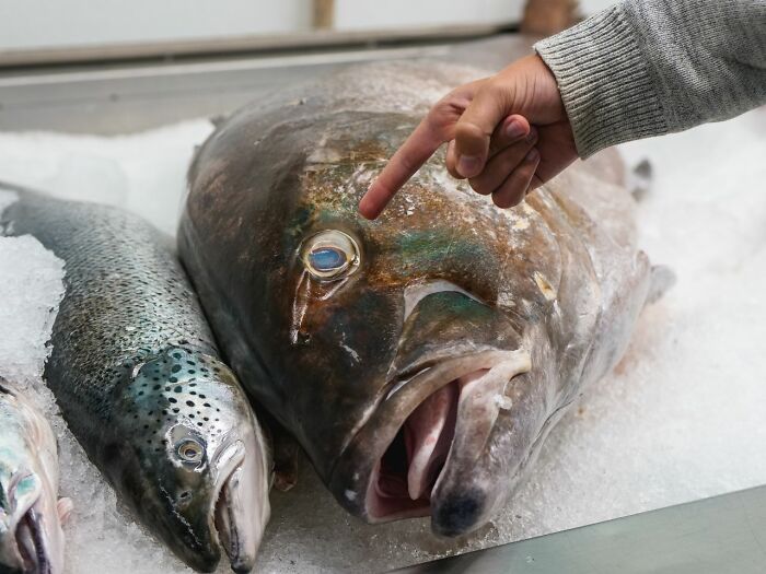 A person points to the eye of a large fish on ice, next to a smaller salmon, capturing a moment of stereotypically white phrases.