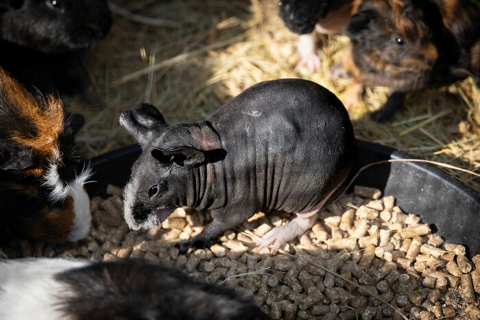 Hairless guinea pig among others, highlighting an unappetizing scene for vegetarians due to health inspections.
